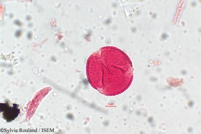 Sylvie.Rouland/Agelaea_obliqua_5827/Agelaea_obliqua_5827_0001(copy)_thumb.jpg