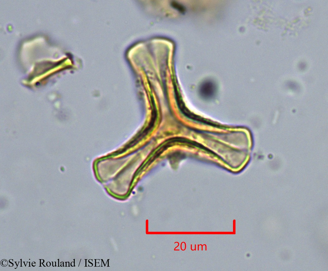 Sylvie.Rouland/Agelanthus_djurensis_34285/Agelanthus_djurensis_34285_0005(copy).jpg
