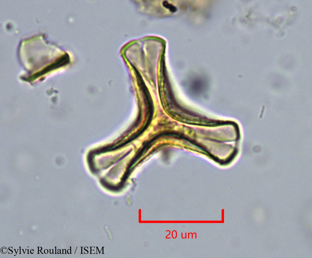 Sylvie.Rouland/Agelanthus_djurensis_34285/Agelanthus_djurensis_34285_0007(copy).jpg