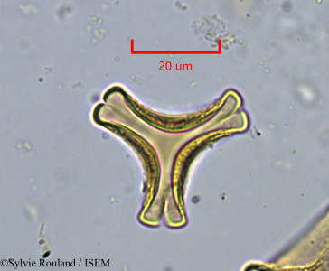 Agelanthus djurensis - lame n° 34285