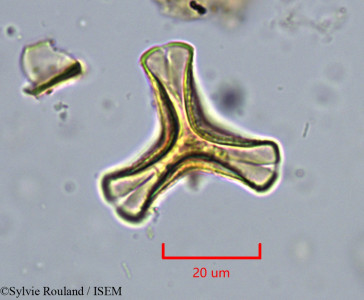 Agelanthus djurensis - lame n° 34285