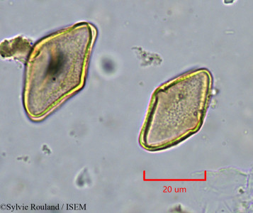 Agelanthus djurensis - lame n° 34285