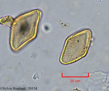 Agelanthus djurensis - lame n° 34285