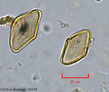 Agelanthus djurensis - lame n° 34285