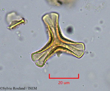 Agelanthus djurensis - lame n° 34285