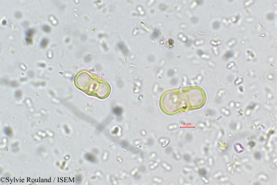 Sylvie.Rouland/Aglaia_minutiflora_5533/Aglaia_minutiflora_5533_0001(copy)_thumb.jpg