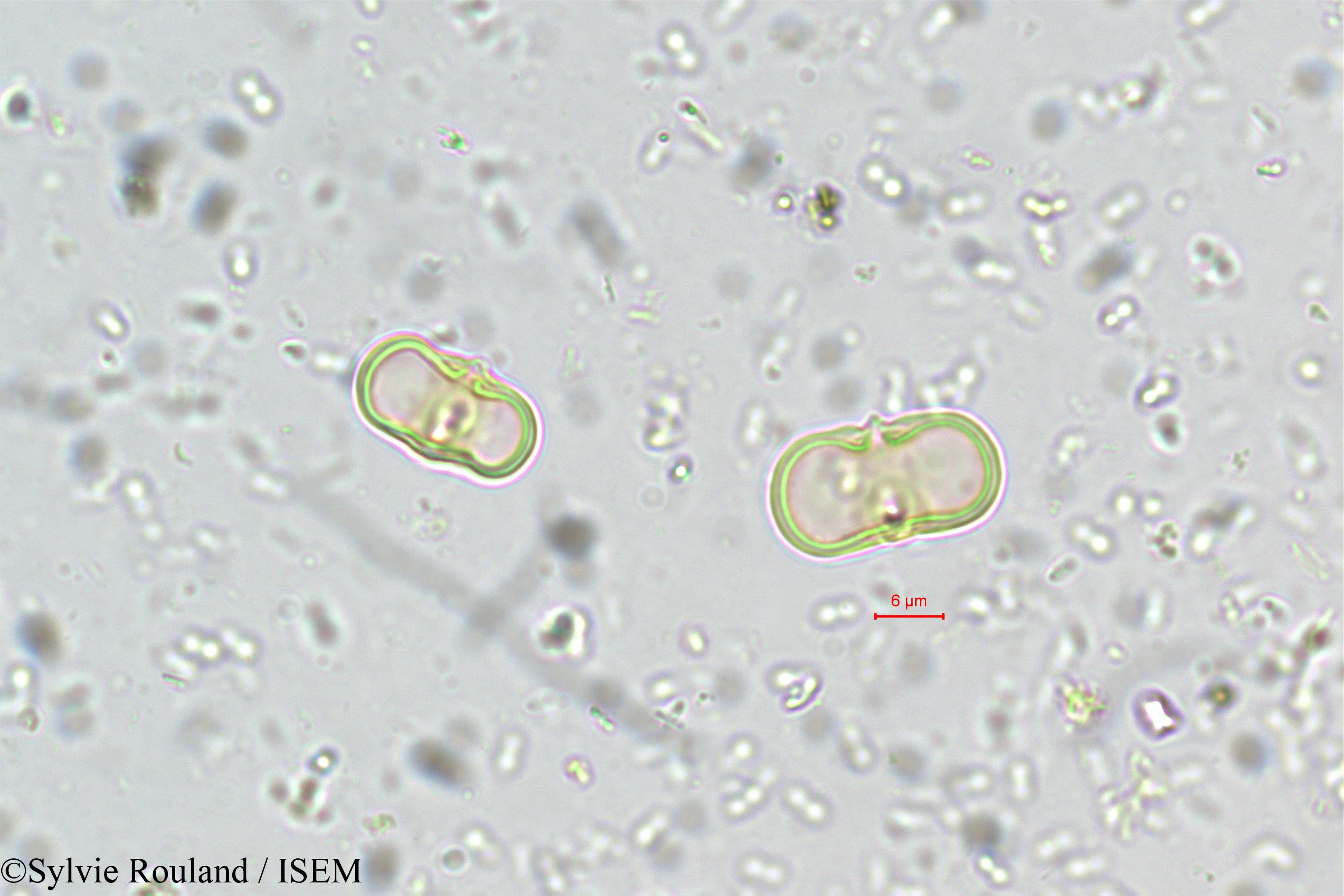 Sylvie.Rouland/Aglaia_minutiflora_5533/Aglaia_minutiflora_5533_0002(copy).jpg