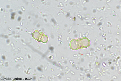 Aglaia minutiflora - lame n° 5533