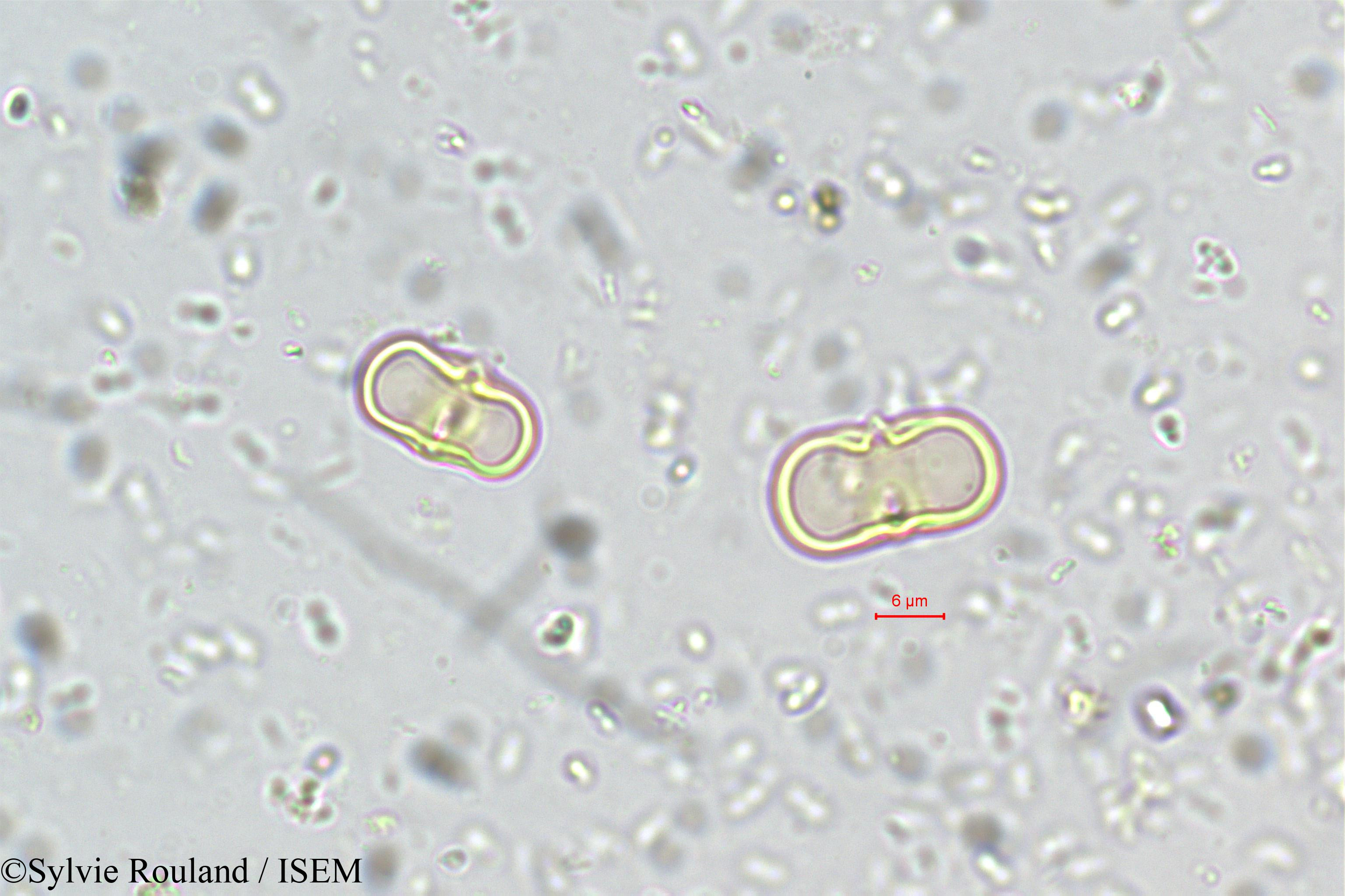 Sylvie.Rouland/Aglaia_minutiflora_5533/Aglaia_minutiflora_5533_0003(copy).jpg