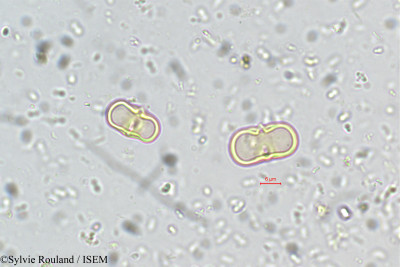 Aglaia minutiflora - lame n° 5533