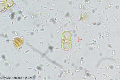 Aglaia minutiflora - lame n° 5533