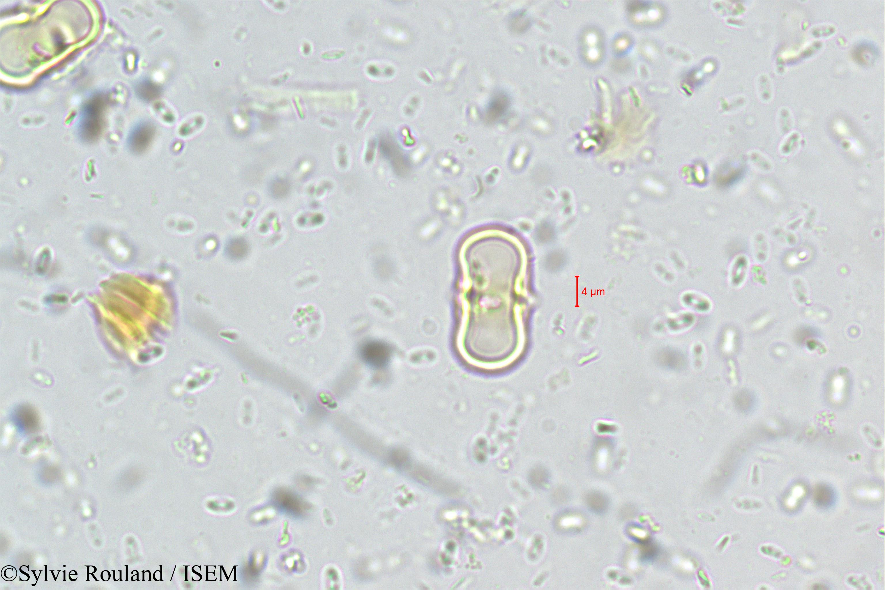 Sylvie.Rouland/Aglaia_minutiflora_5533/Aglaia_minutiflora_5533_0005(copy).jpg