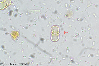 Aglaia minutiflora - lame n° 5533