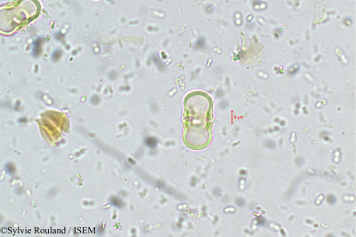 Aglaia minutiflora - lame n° 5533