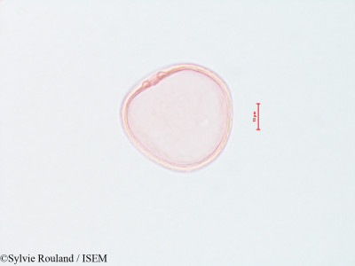 Sylvie.Rouland/Agropyron_cristatum_4417/Agropyron_cristatum_4417_0001(copy)_thumb.jpg