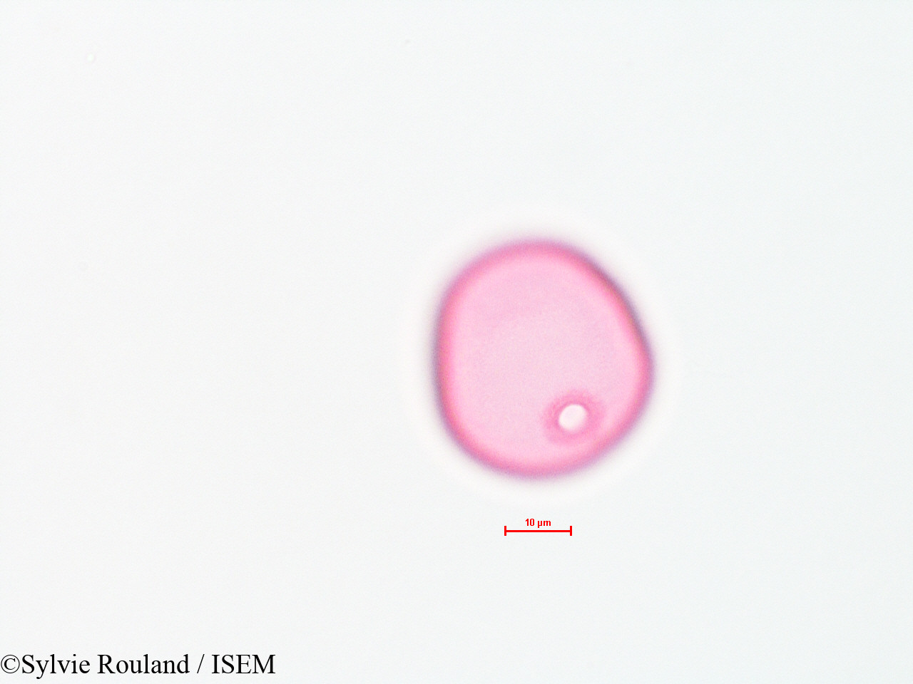 Sylvie.Rouland/Agropyron_spicatum_4486/Agropyron_spicatum_4486_0006(copy).jpg