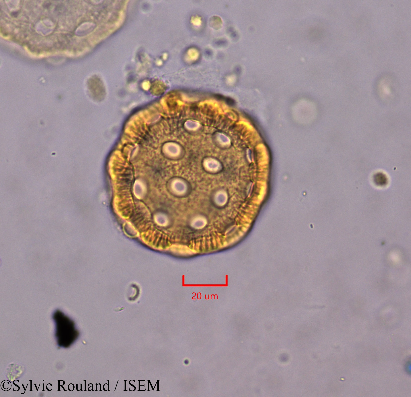 Sylvie.Rouland/Agrostemma_githago_1832/Agrostemma_githago_1832_0001(copy).jpg