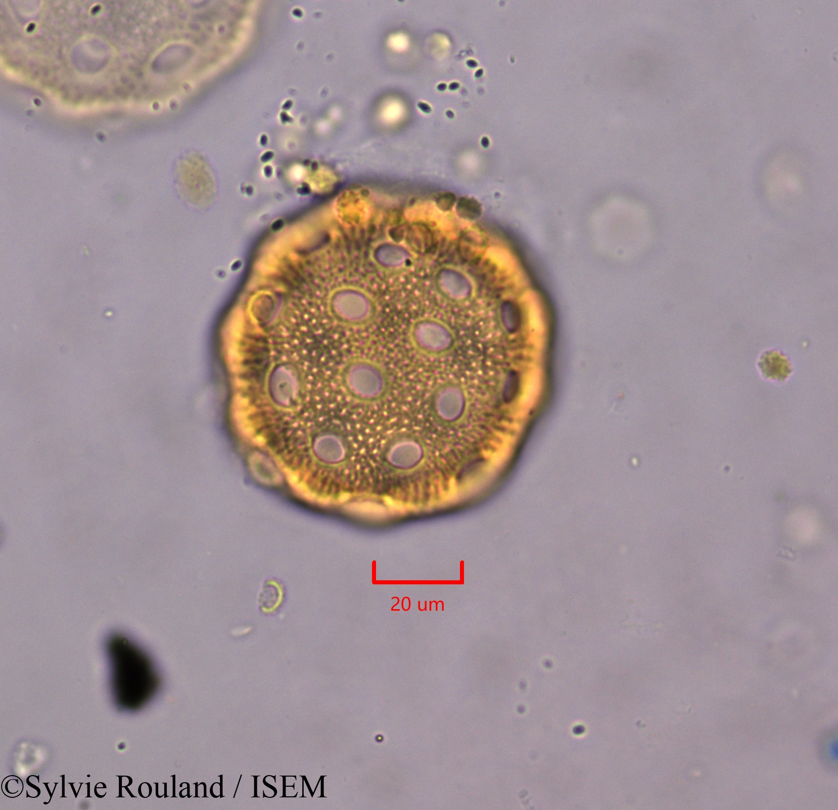 Sylvie.Rouland/Agrostemma_githago_1832/Agrostemma_githago_1832_0002(copy).jpg
