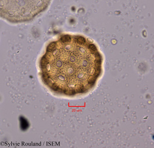 Agrostemma githago - lame n° 1832