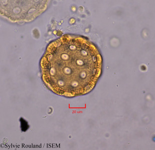 Agrostemma githago - lame n° 1832