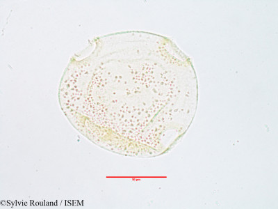 Sylvie.Rouland/Alangium_salviifolium_3075/Alangium_salviifolium_3075_0001(copy)_thumb.jpg