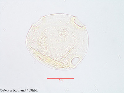Alangium salviifolium - lame n° 3075