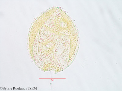 Alangium salviifolium - lame n° 3075