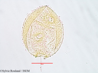 Alangium salviifolium - lame n° 3075