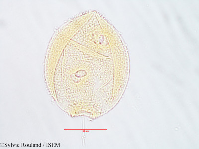 Alangium salviifolium - lame n° 3075