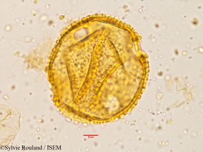 Alangium salviifolium - lame n° 3820