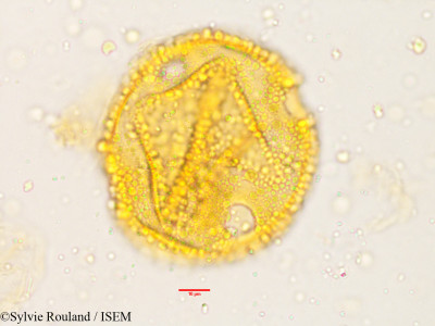 Alangium salviifolium - lame n° 3820