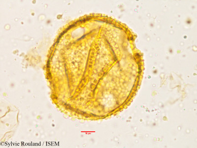 Alangium salviifolium - lame n° 3820