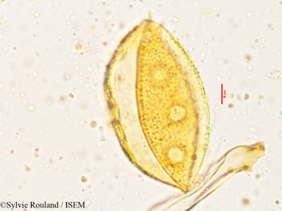 Alangium salviifolium - lame n° 3820