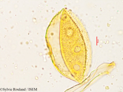 Alangium salviifolium - lame n° 3820