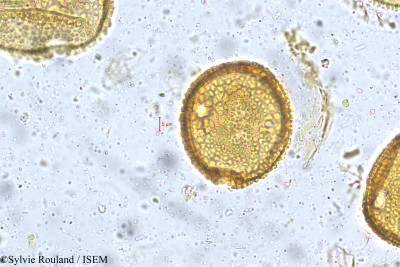 Alangium salviifolium - lame n° 5404