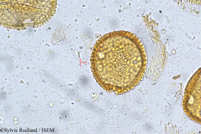 Alangium salviifolium - lame n° 5404