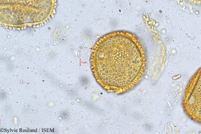 Alangium salviifolium - lame n° 5404