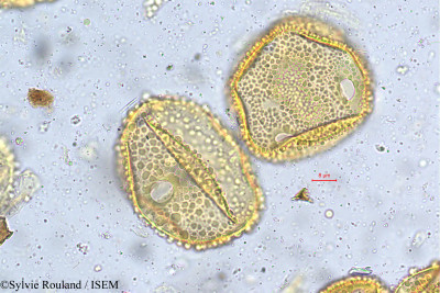 Alangium salviifolium - lame n° 5404