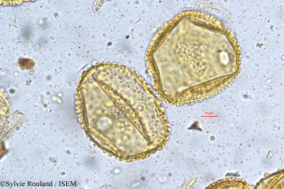 Alangium salviifolium - lame n° 5404