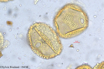 Alangium salviifolium - lame n° 5404