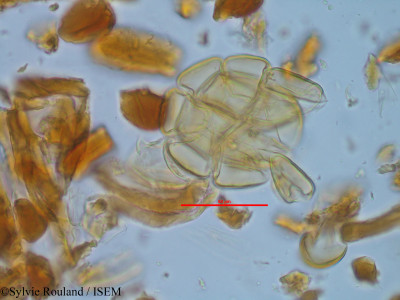 Albizia arenicola - lame n° 34088