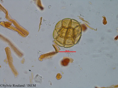 Albizia arenicola - lame n° 35248