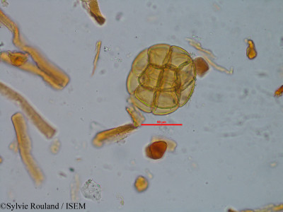 Albizia arenicola - lame n° 35248