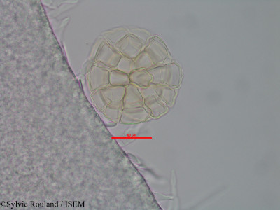 Albizia aurisparsa - lame n° 40575