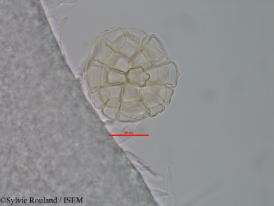 Albizia aurisparsa - lame n° 40575