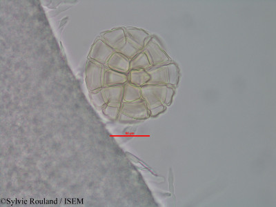 Albizia aurisparsa - lame n° 40575