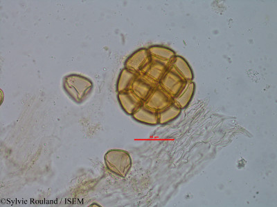 Albizia bernieri - lame n° 35243