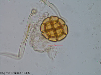 Albizia bernieri - lame n° 35243