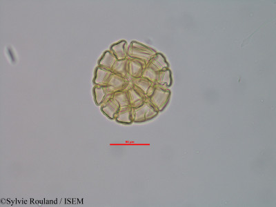 Albizia boinensis - lame n° 40583