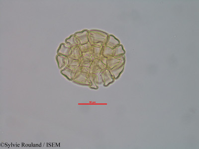 Albizia boinensis - lame n° 40583